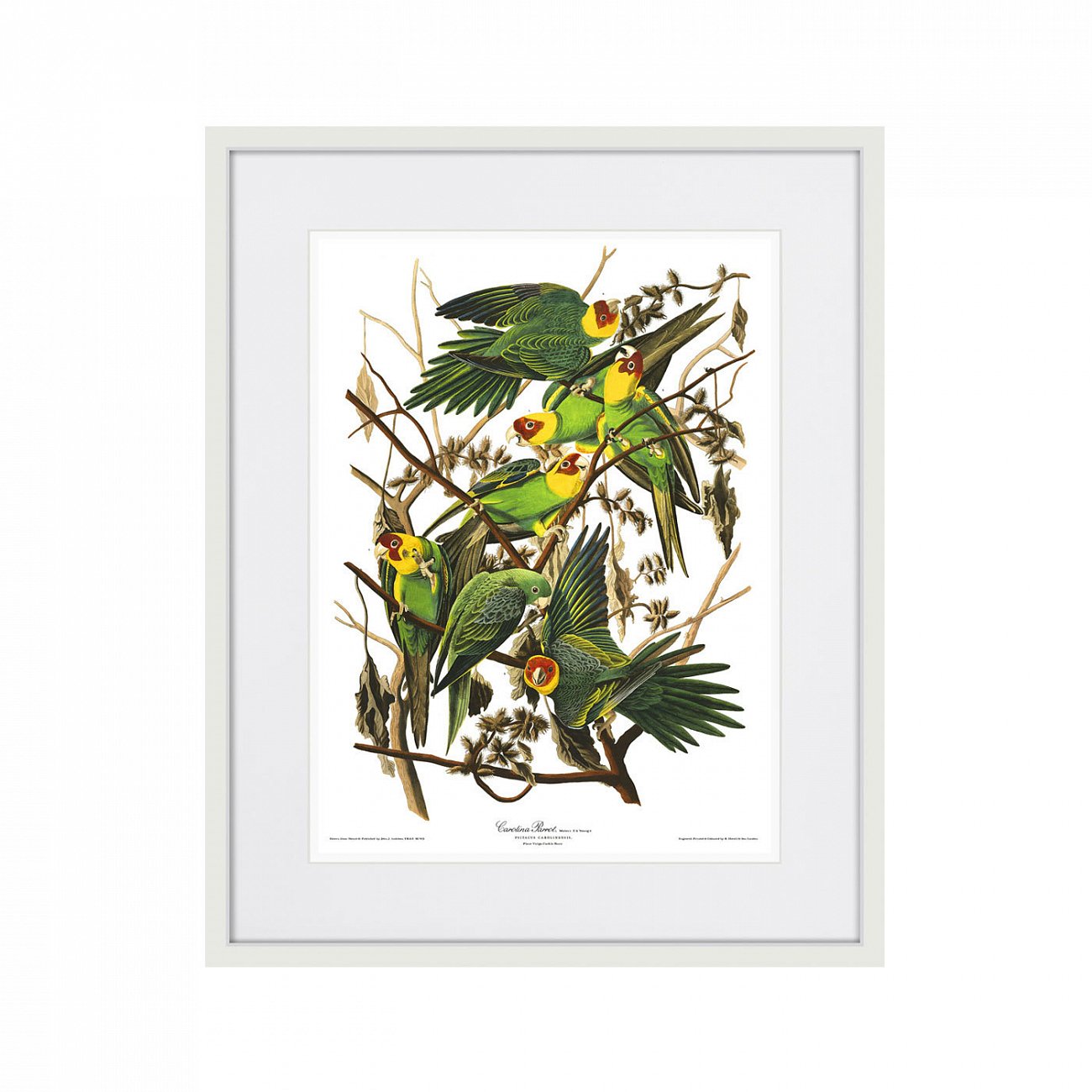 Картина в раме 52х42 см Carolina Parrot, 1841г. КАРТИНЫ В КВАРТИРУ  264485 Желтый;зеленый;разноцветный  - Вид №1
