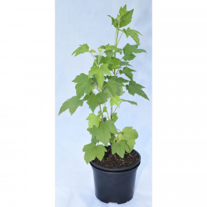 85325461 Смородина красная Ненаглядная ø17 h30 см