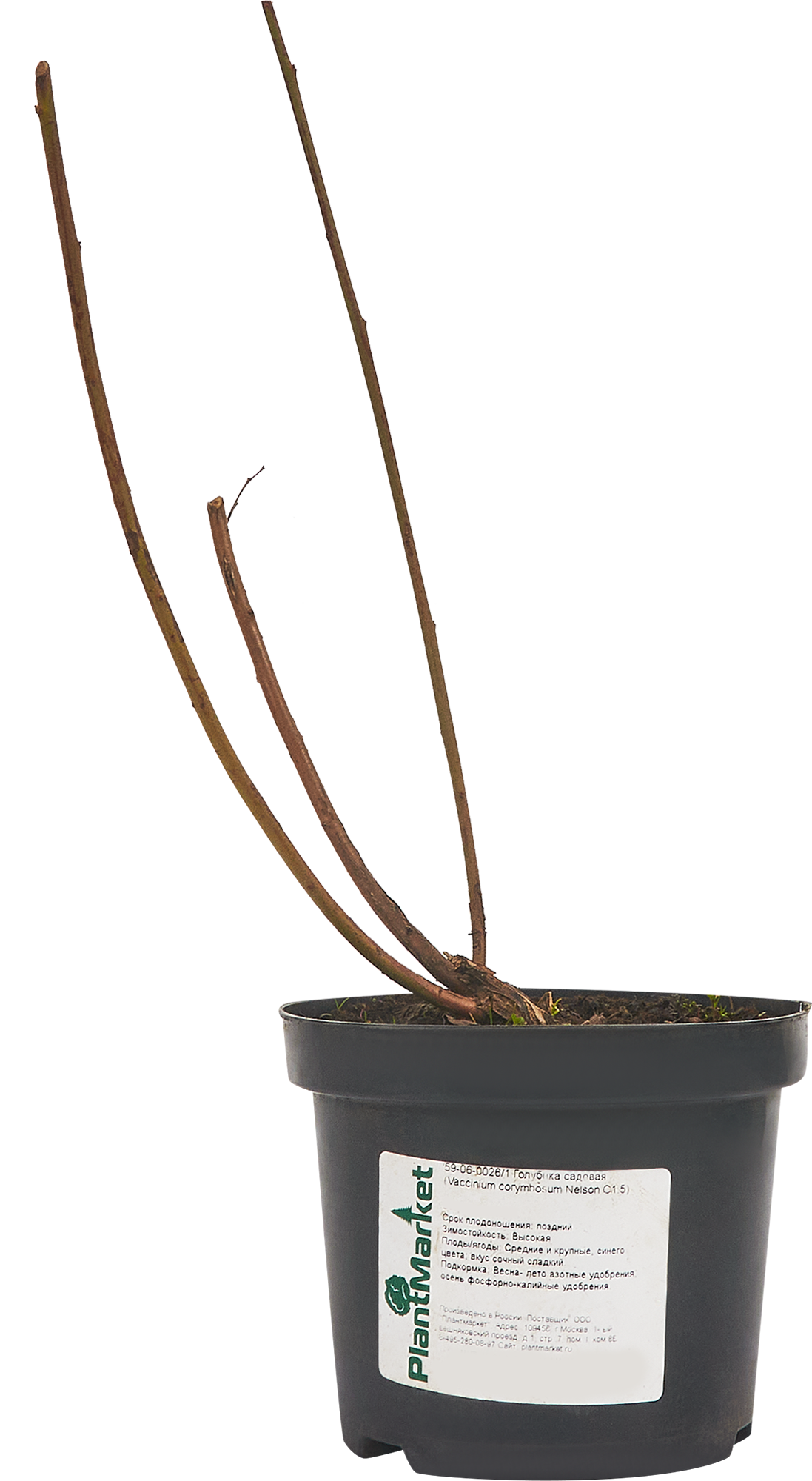 Голубика Нельсон — многолетняя рассада для сада 84834889 PLANTMARKET STLM-0055854 - Вид №1
