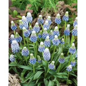 Мускари армянский Маунтин Леди 7/8, 10 шт.