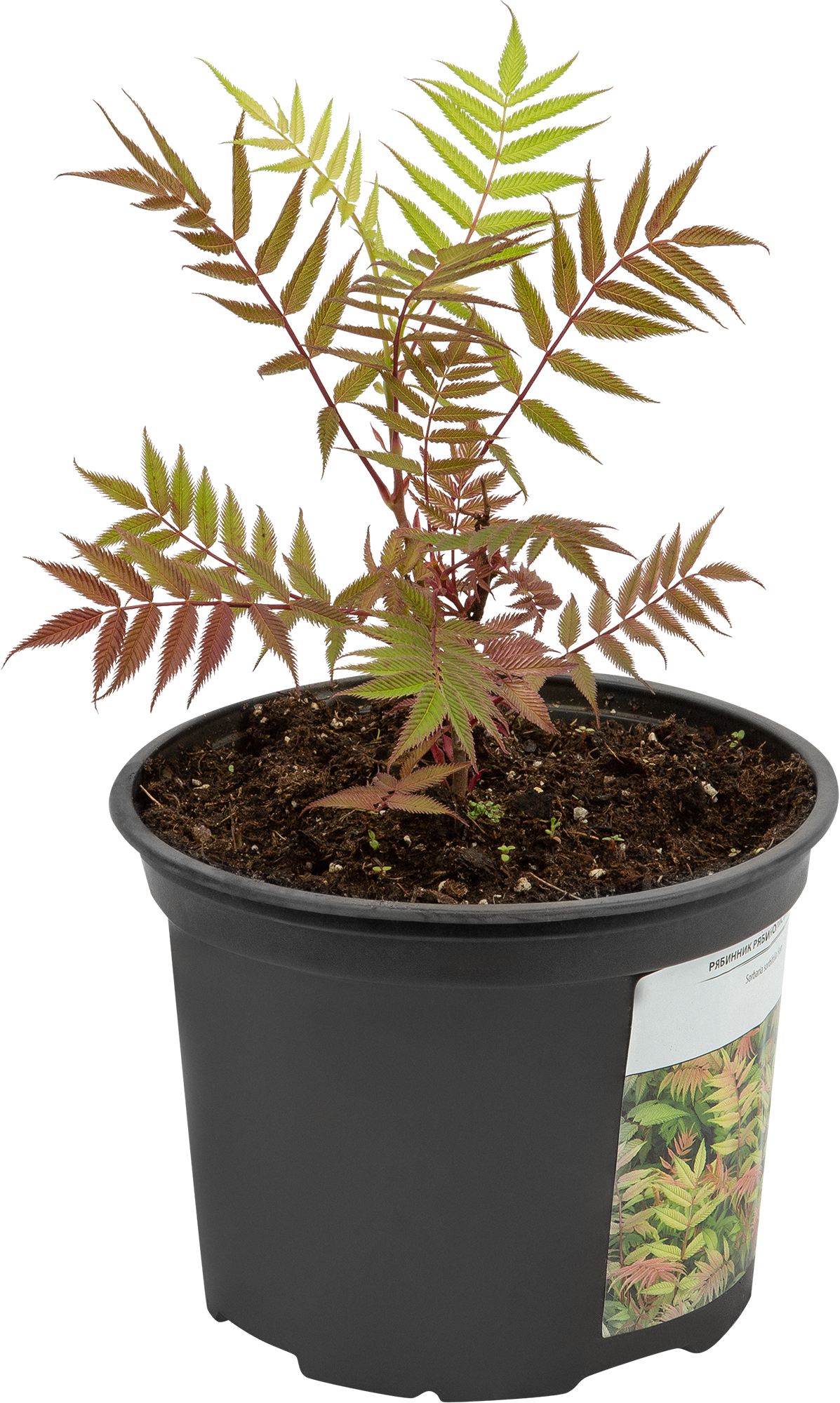 Рябинник Сэм Santreyd - кремовые соцветия с тонким ароматом для вашего сада 85324999