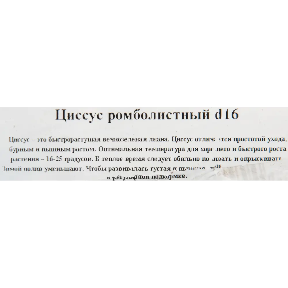 Santreyd Циссус декоративный с зелеными волнистыми листьями в кашпо 16 см 82649978 STLM-0032832 - Вид №2