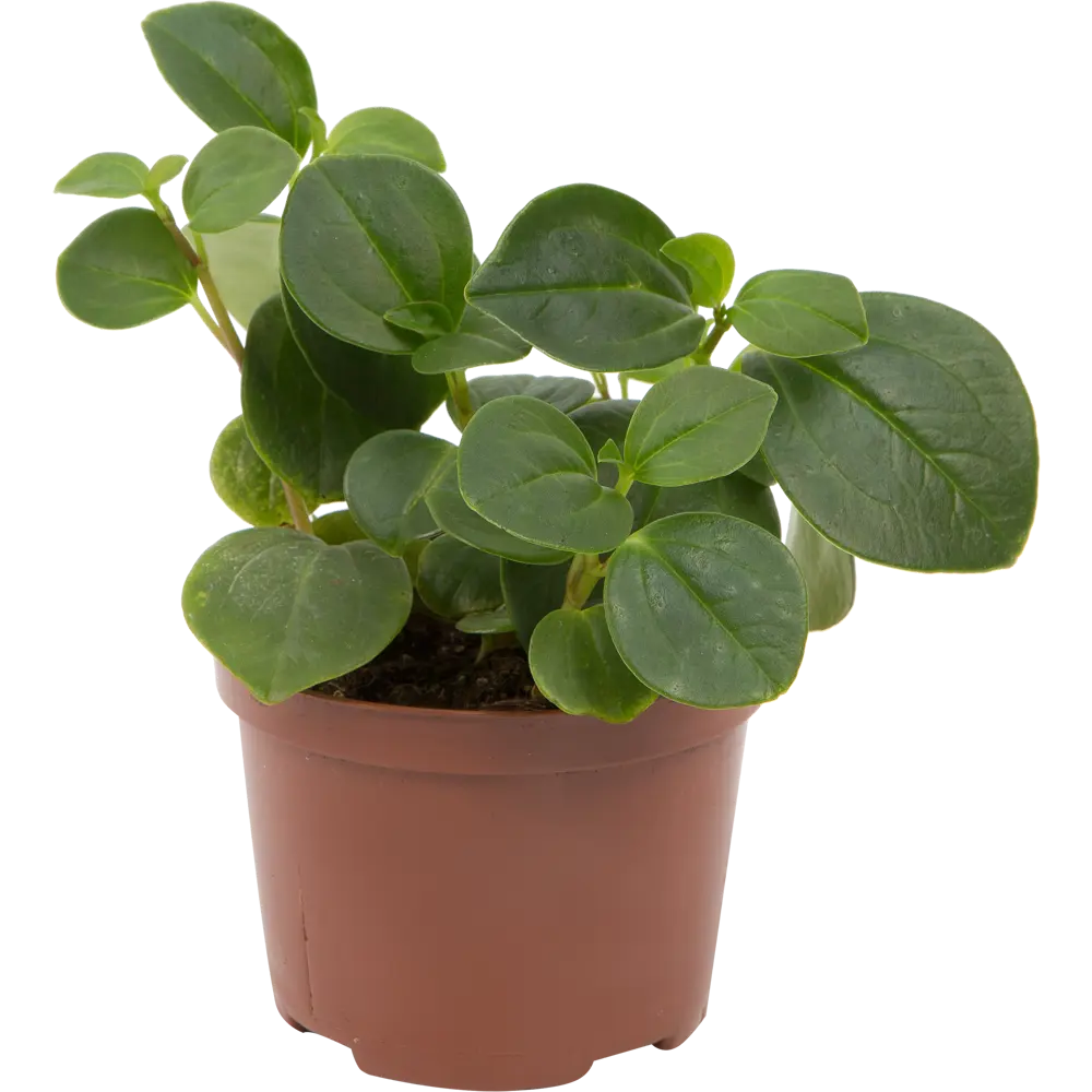 Santreyd Пеперомия магнолиелистная - неприхотливый комнатный цветок 82560380 STLM-0029924