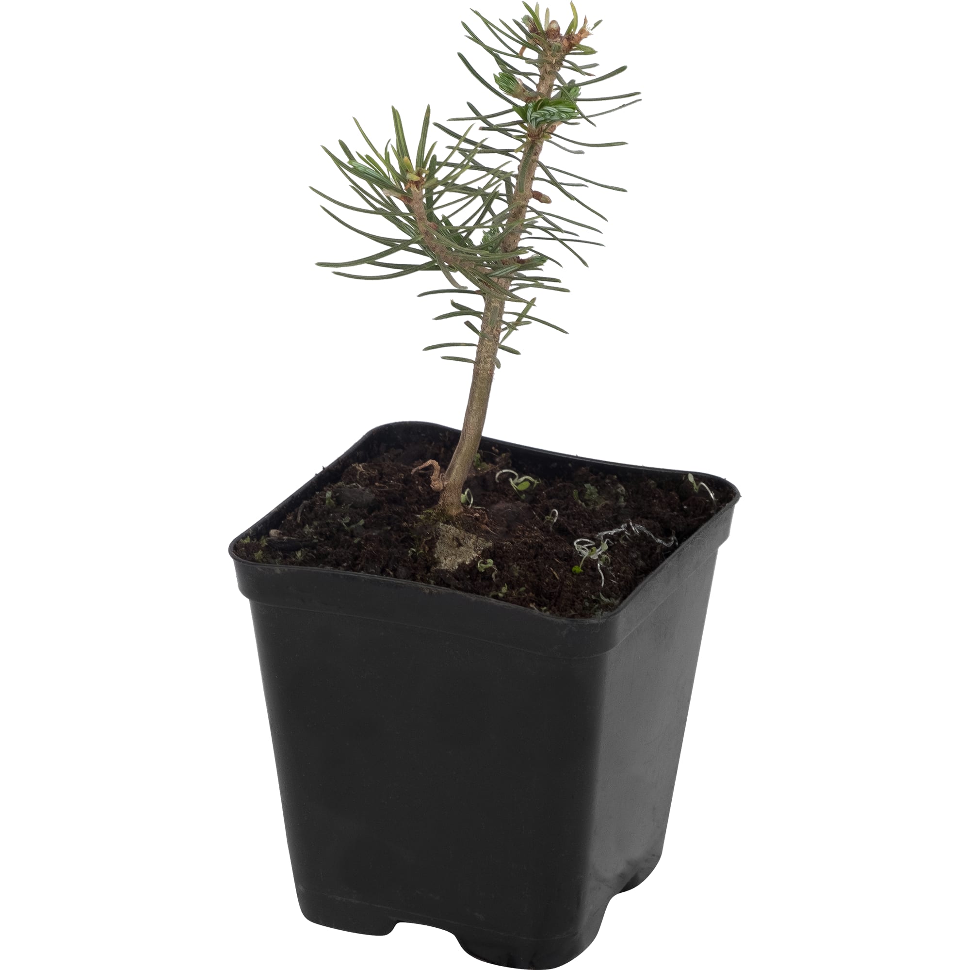 18321451 Пихта в коробке Santreyd 