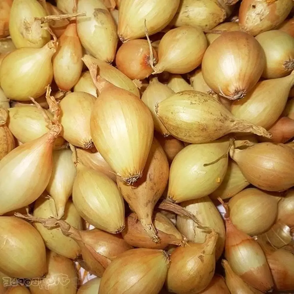 Лук-севок "Купидо" F1 900 гр ПРЕСТИЖ СЕМЕНА STLM-2093039