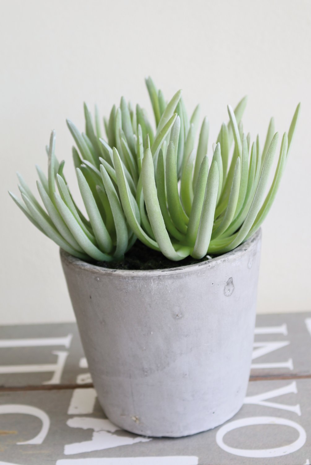 6049 883 a3 Искусственный суккулент, горшок, 19 см, зеленый H-andreas  - Вид №3