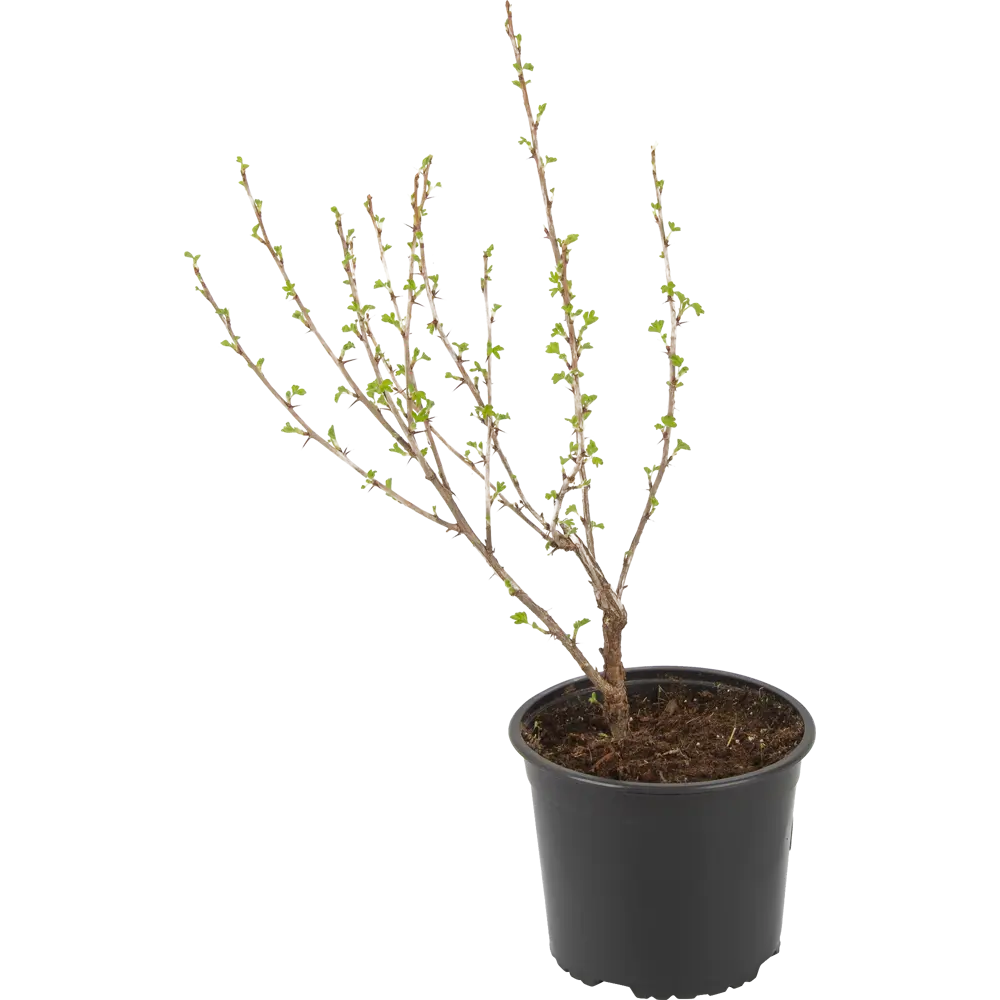 Саженец крыжовника Владил от Santreyd - высокоурожайный сорт с темно-красными ягодами 85325537 STLM-0061618