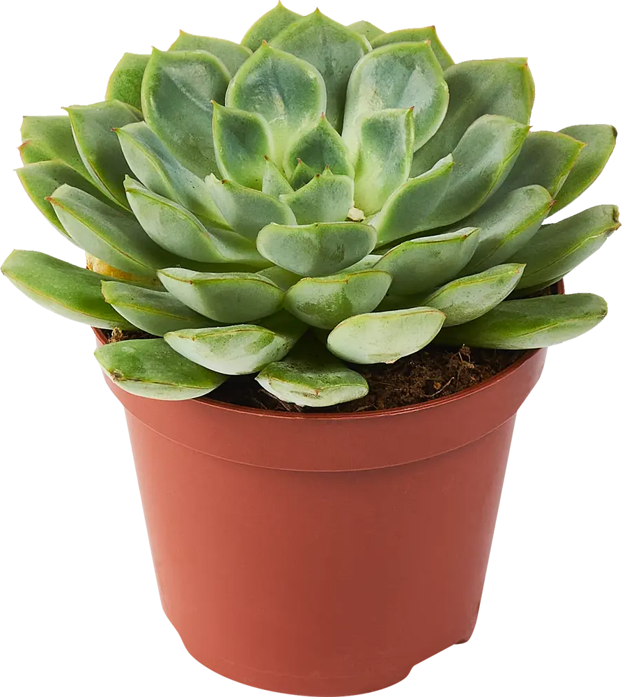 Santreyd Эхеверия микс - суккулент в виде каменной розы 85325021