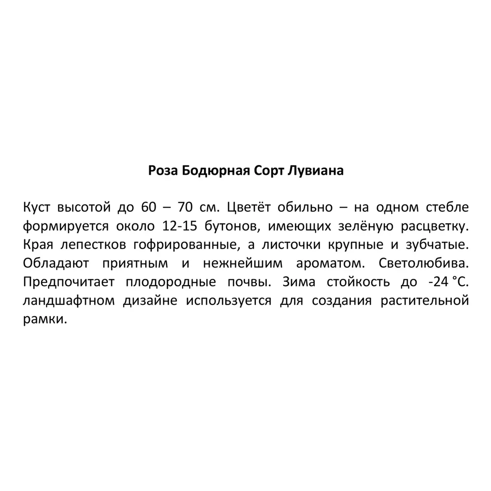 Santreyd Бордюрная роза микс - многолетний цветущий куст 87690906 STLM-0074953 - Вид №2