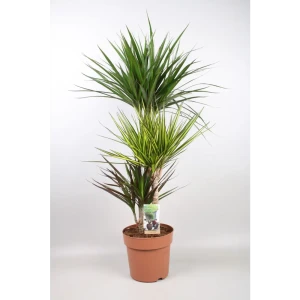 Драцена Карнавал Санрей Марг Маг ø21 h110 см - комнатное растение для озеленения 89400439