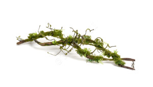 30.0818411 Коряга-лиана двойная тёмно-коричневая с мхом Цветочная коллекция