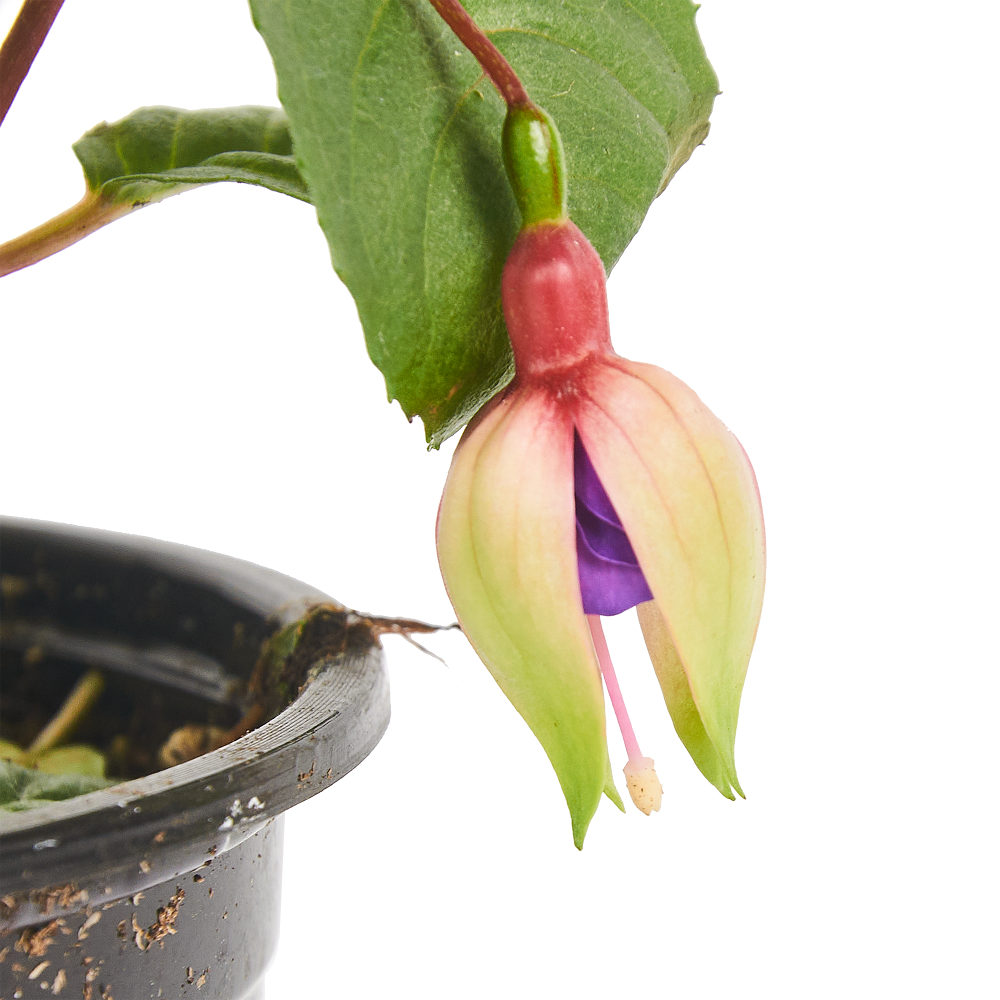 Фуксия Santreyd - цветущий саженец для сада и дома 83273240 STLM-0040079 - Вид №2