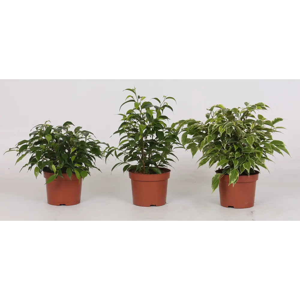 Santreyd Фикус Бенджамина микс - изящное комнатное растение 89356058 STLM-1380865