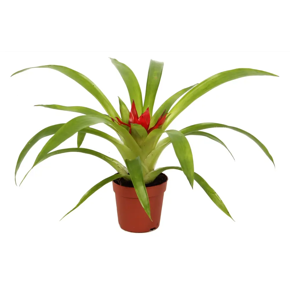 Гузмания Шарм красная - комнатное растение для современного интерьера 89373471 Santreyd STLM-1432894