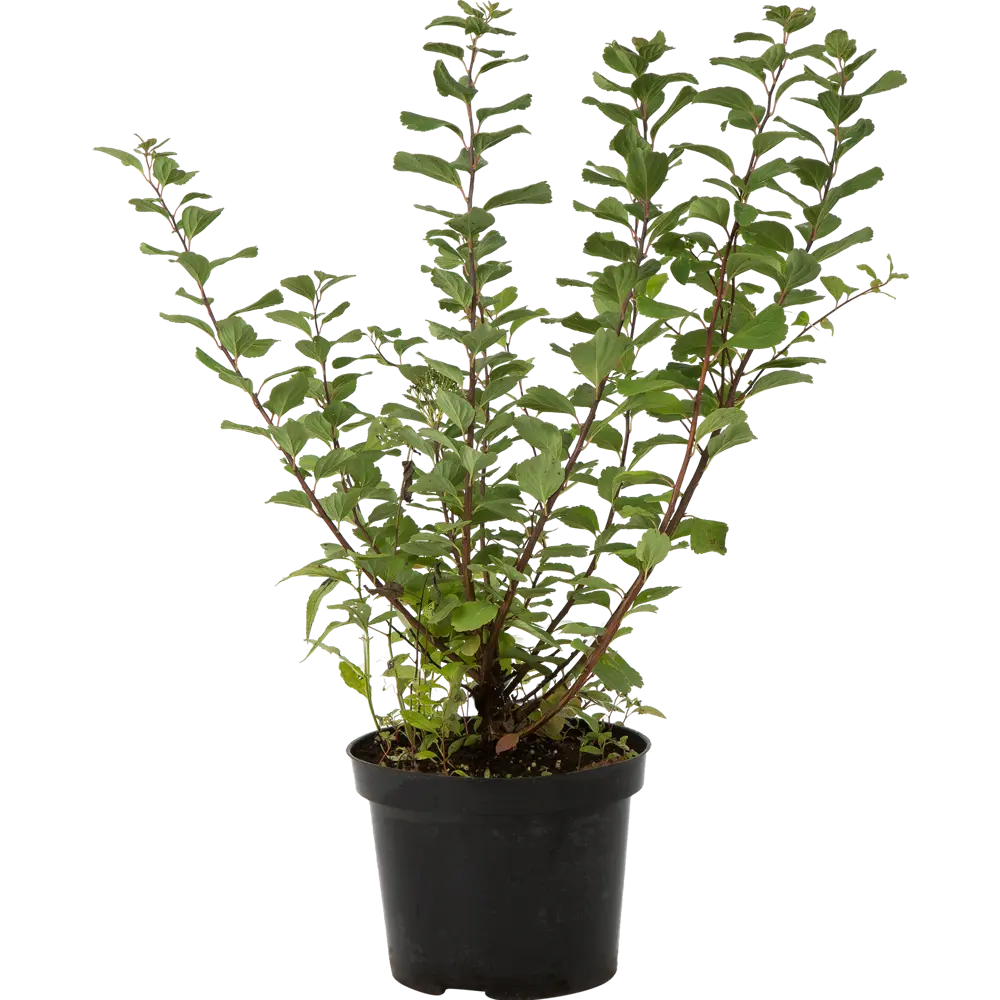 Спирея берёзолистная «Тор» C3 20-40 см 82356735 STLM-2062948 PLANTMARKET 