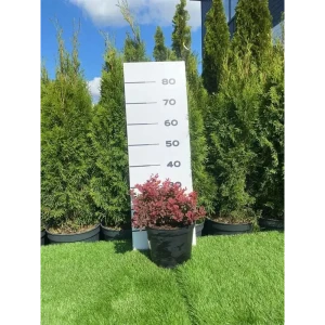 Барбарис Тунберга Руби Стар h60 - 80 см 89355305 STLM-2086316