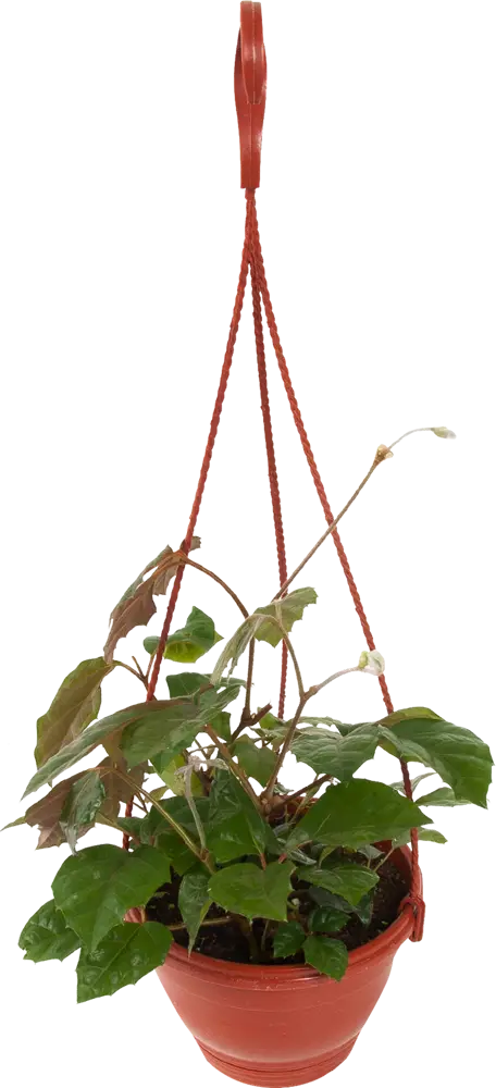 Santreyd Циссус декоративный с зелеными волнистыми листьями в кашпо 16 см 82649978