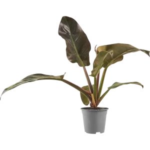 Филодендрон микс Santreyd — комнатное растение с декоративной листвой 87819631