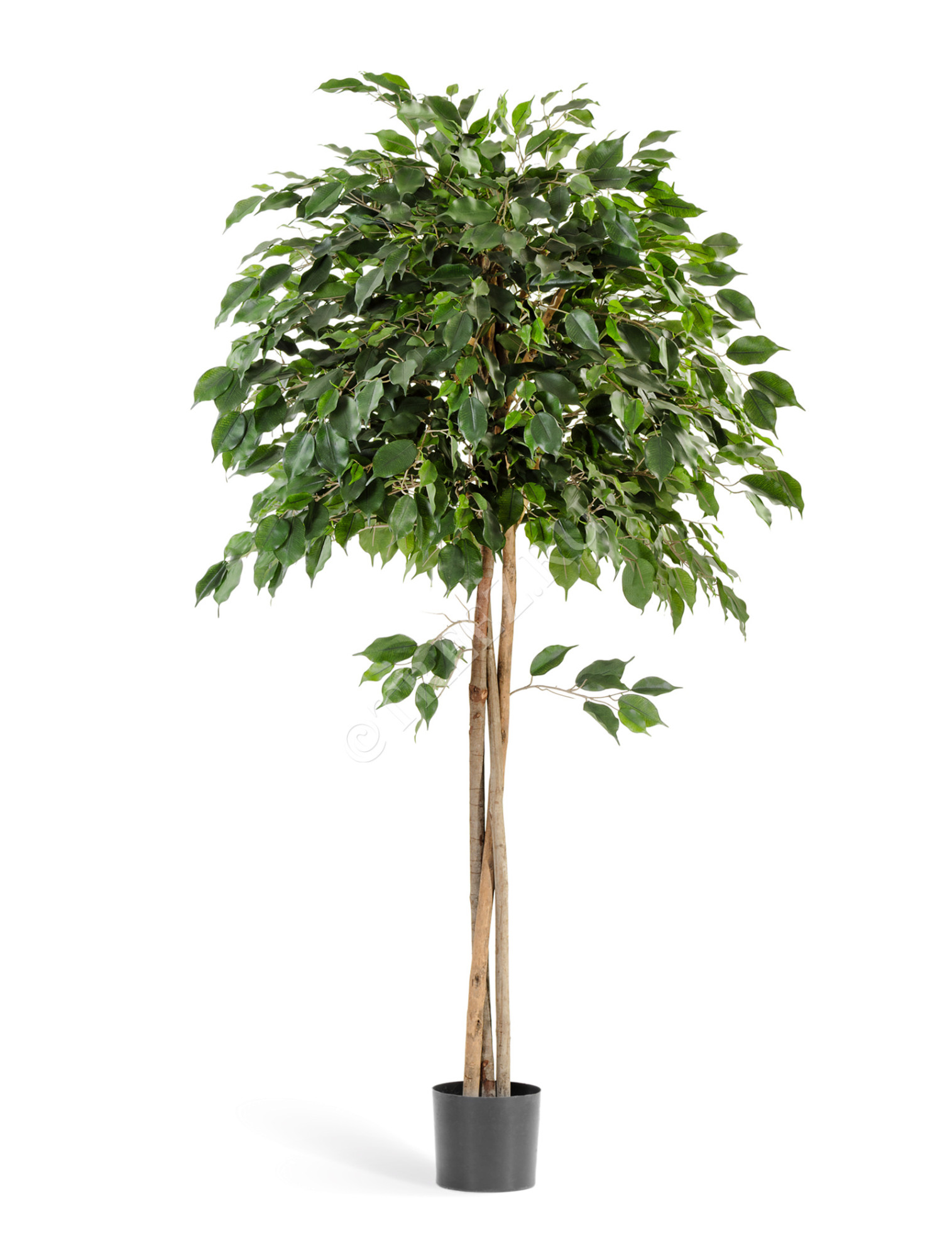 10.32607N Фикус Бенджамина зонтичный Цветочная коллекция 