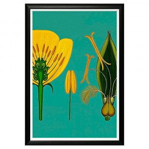 896518657_1818 Арт-постер «Строение цветка» Object Desire