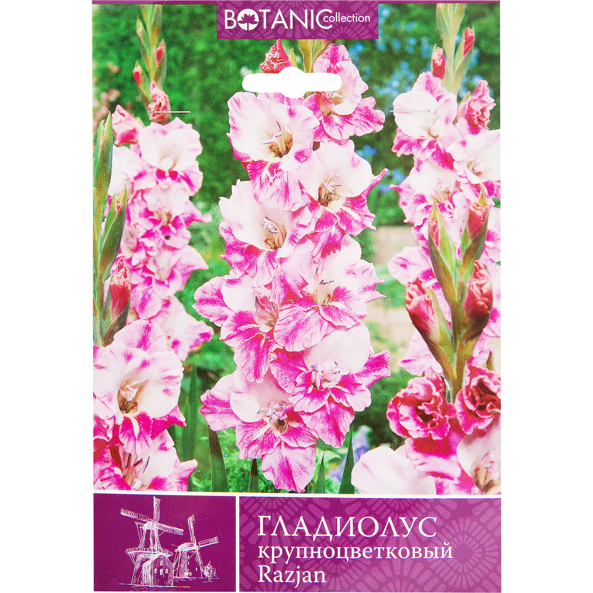 82120071 Гладиолус крупноцветковый «Рязань» Santreyd 