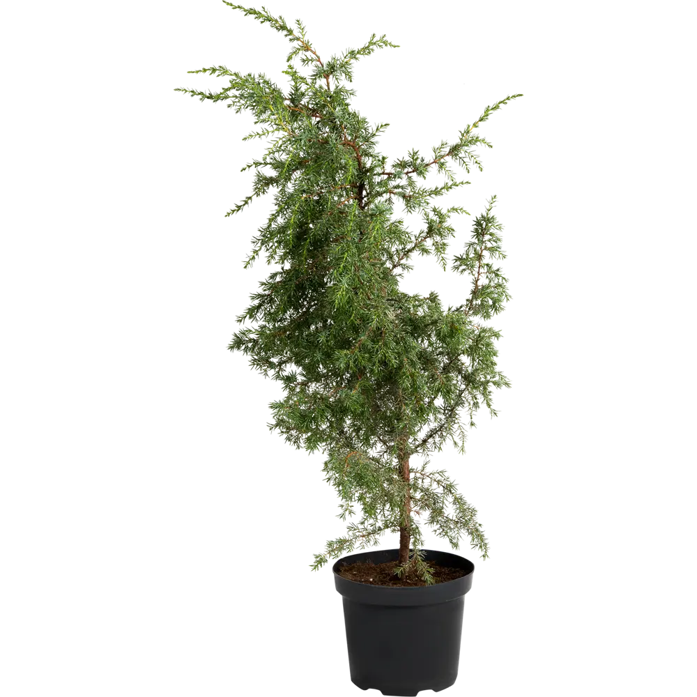 Можжевельник обыкновенный C3 82171904 STLM-2048582 ГАВРИШ 