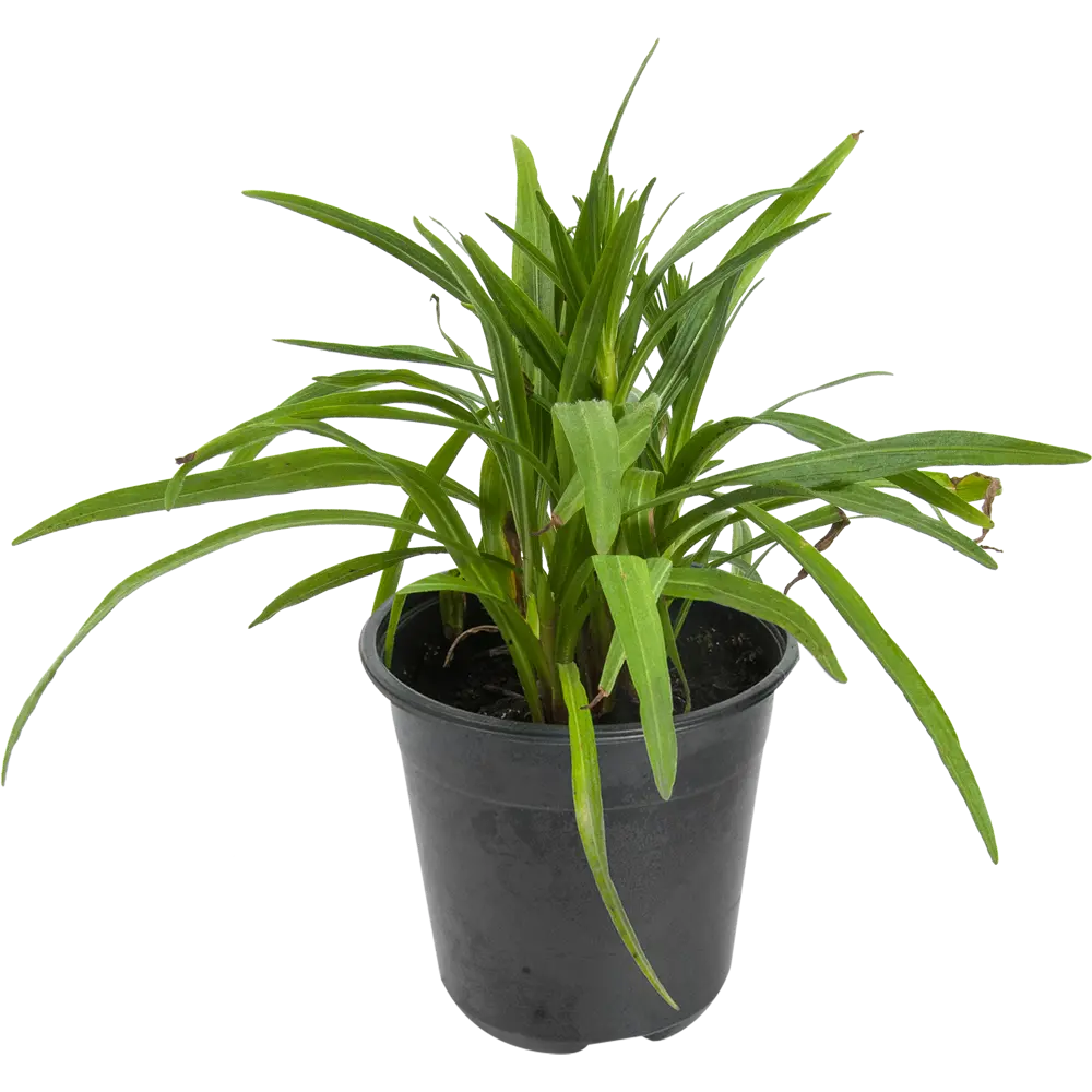 Лиатрис колосковый «Флористан Вайс» 14x40 см 82625236 STLM-2079184 PLANTMARKET 