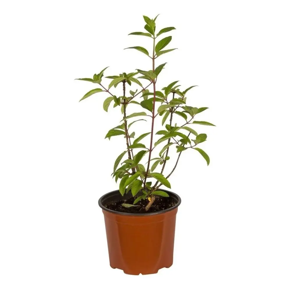 Гортензия метельчатая Биг Бен ø19 h30 см PLANTMARKET STLM-2003164 - Вид №1