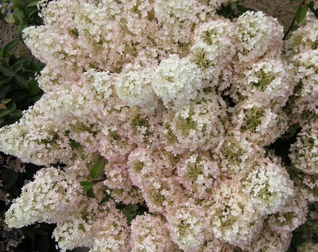 Гортензия метельчатая Бобо Santreyd - карликовый сорт с наградой 82585339 STLM-0030695