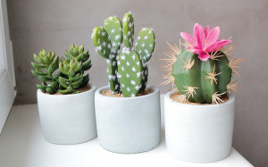 6068 883 a3 Пластиковые суккуленты-микс, в горшках, 3 шт., 10/14/17 см, зеленые H-andreas