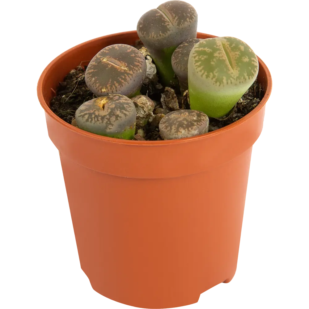 Santreyd Литопс — живой камень для интерьера 82580123 STLM-0030566