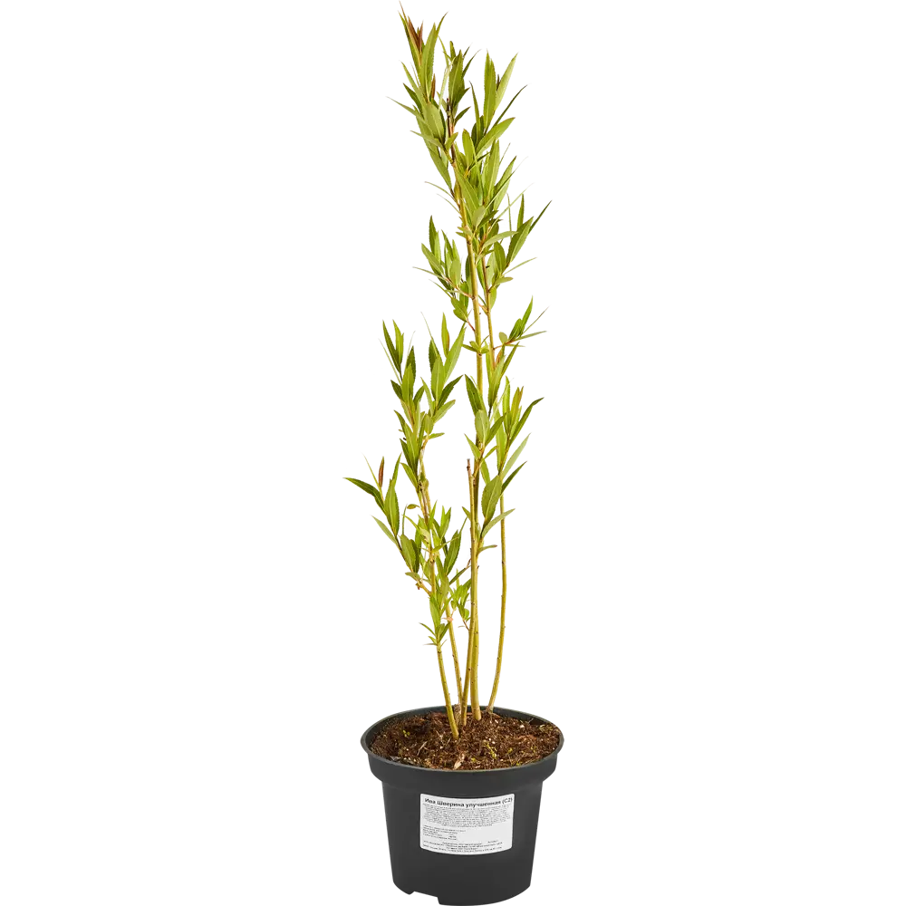 Santreyd Ива декоративная с плакучей кроной 80 см 87811881 STLM-0075780