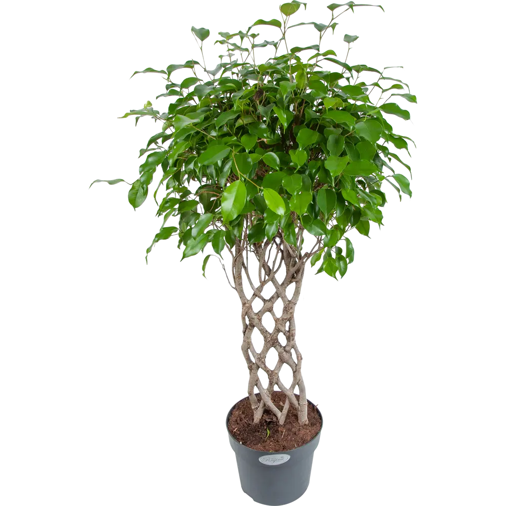 Фикус "Экзотика решетка" 24x100 см Santreyd STLM-2092837