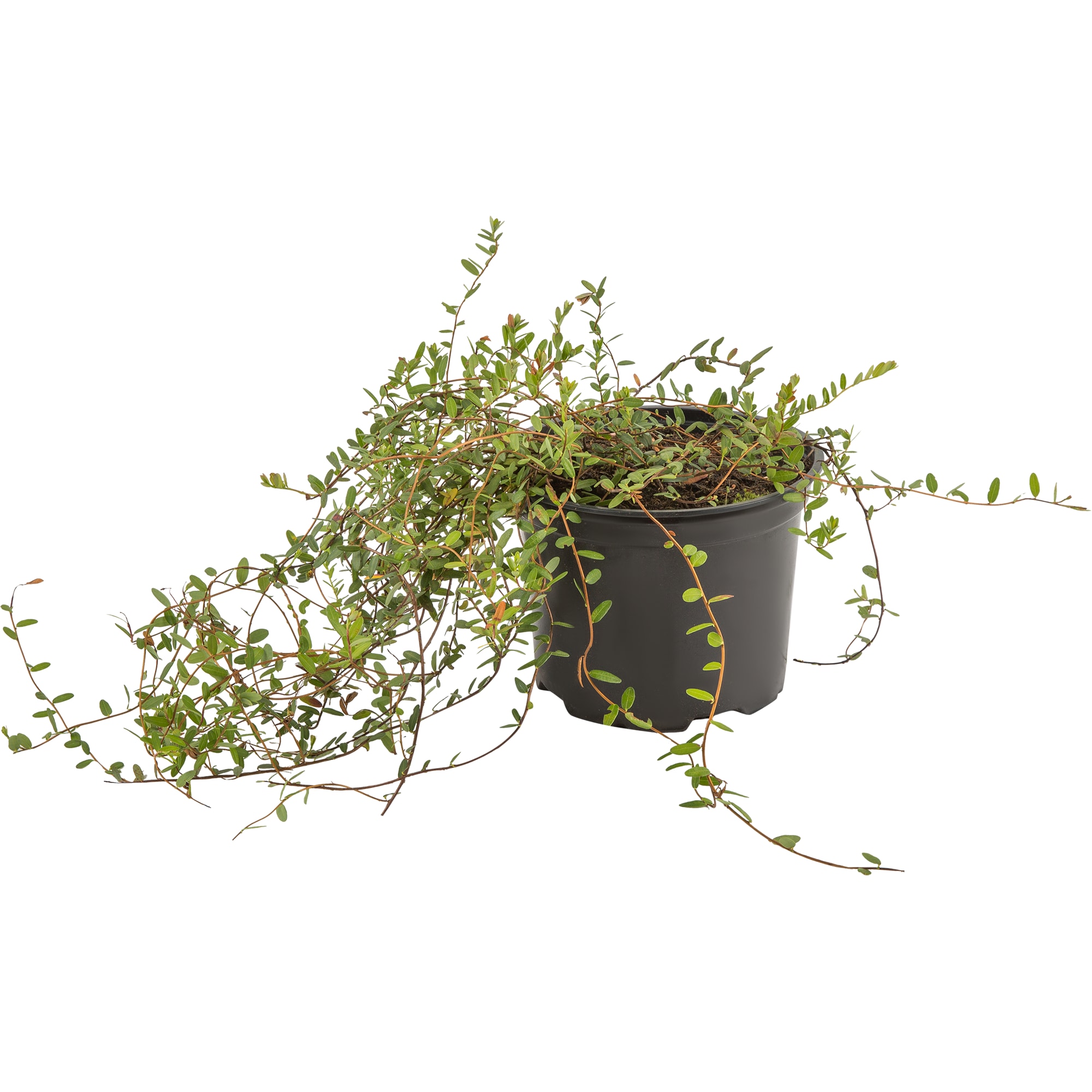 82219576 Клюква крупноплодная «Пилигрим» 2 л Santreyd 