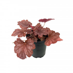 86653557 Гейхера микс ø13 h15 см