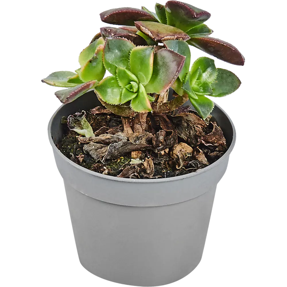 Santreyd Суккулент микс — живой декор для интерьера 82894901 STLM-0037679 - Вид №5