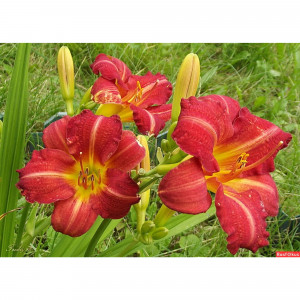 85324825 Лилейник Эверидейлили Сериз ø17 h30 см