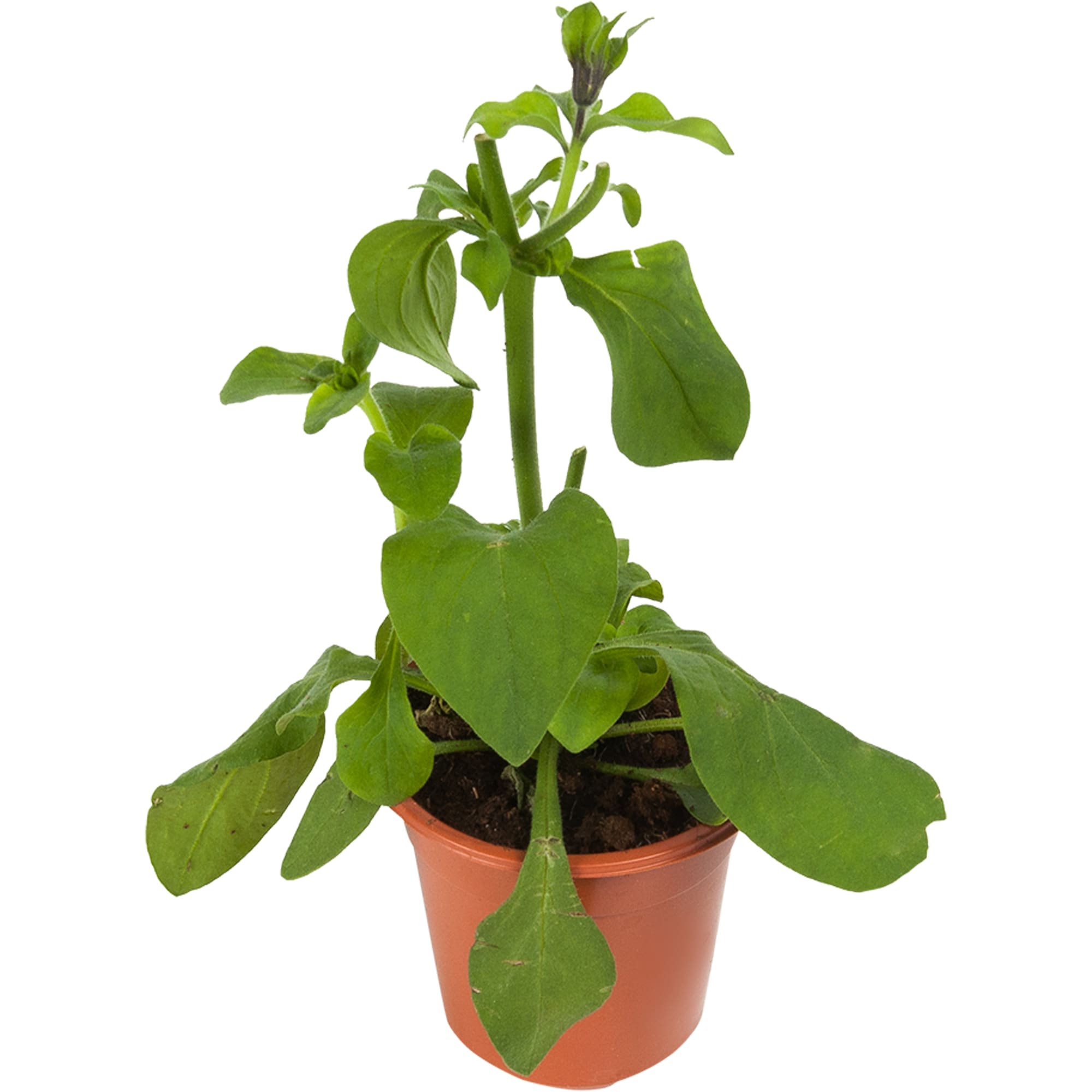 82625827 Петуния микс 9x20 см Santreyd 