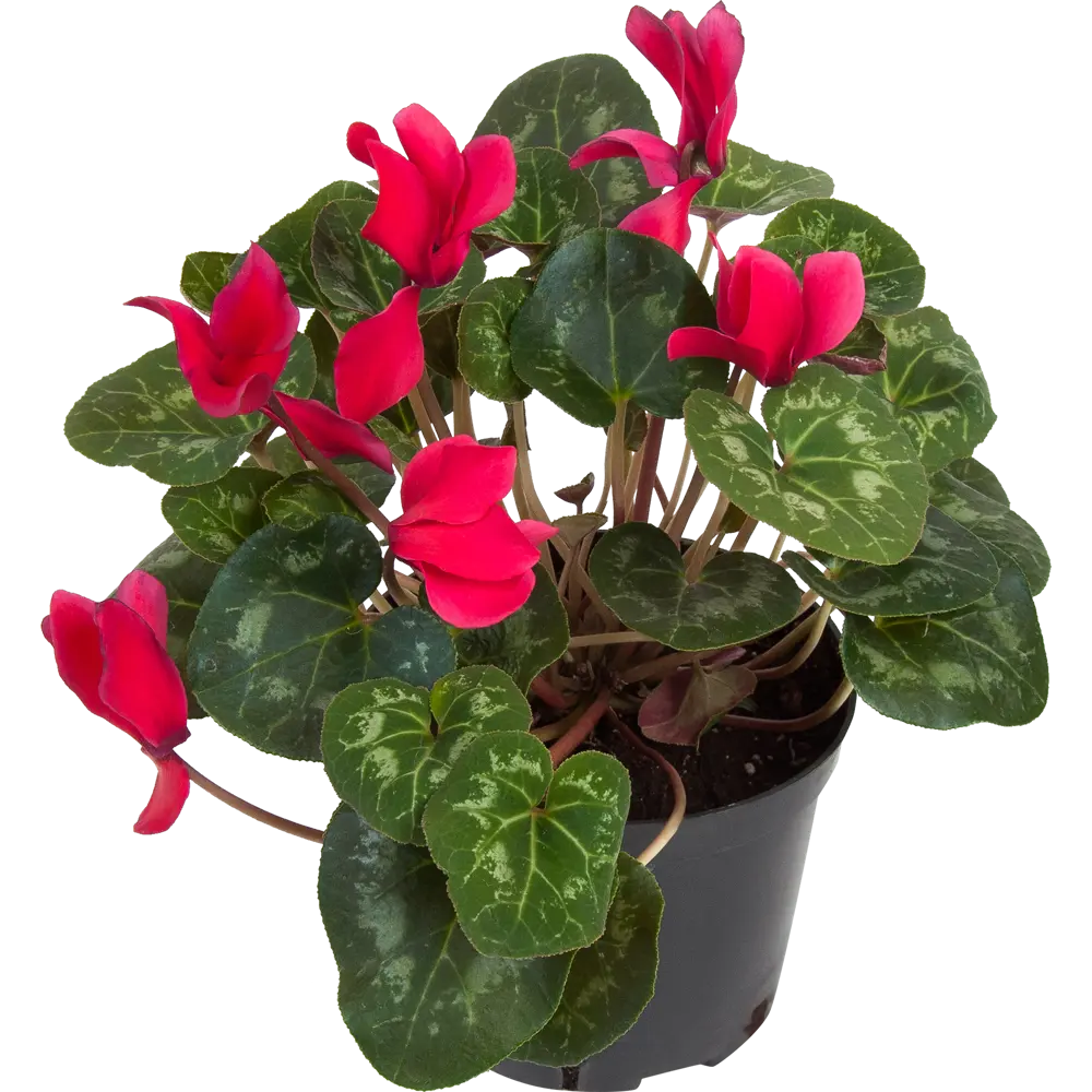 Цикламен Santreyd - нежное цветущее украшение интерьера 83248154 STLM-0039921