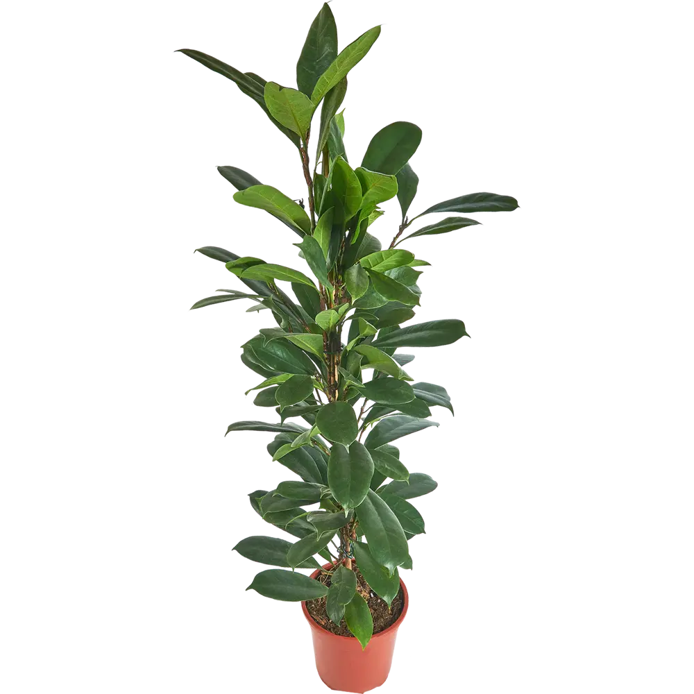 Фикус Киатистипула Santreyd - изящное переплетение стеблей для вашего интерьера 84586918 STLM-0052394