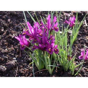 Ирис Geolia «Reticulata JS Dyt» 15045068 STLM-2196232