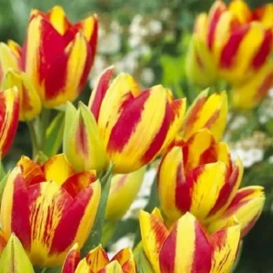 Тюльпан City Flower GEOLIA 11/12 (6/36)