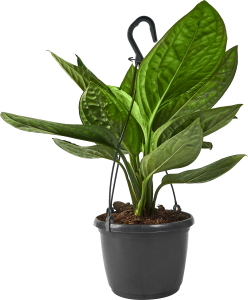 Эпипремнум Марбл Эппл Ханд Бас — комнатное растение с мраморной листвой 85324851