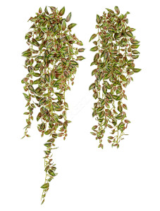 20.072132WGR-L Традесканция бело-розово-зелёная (серия MDP) Цветочная коллекция