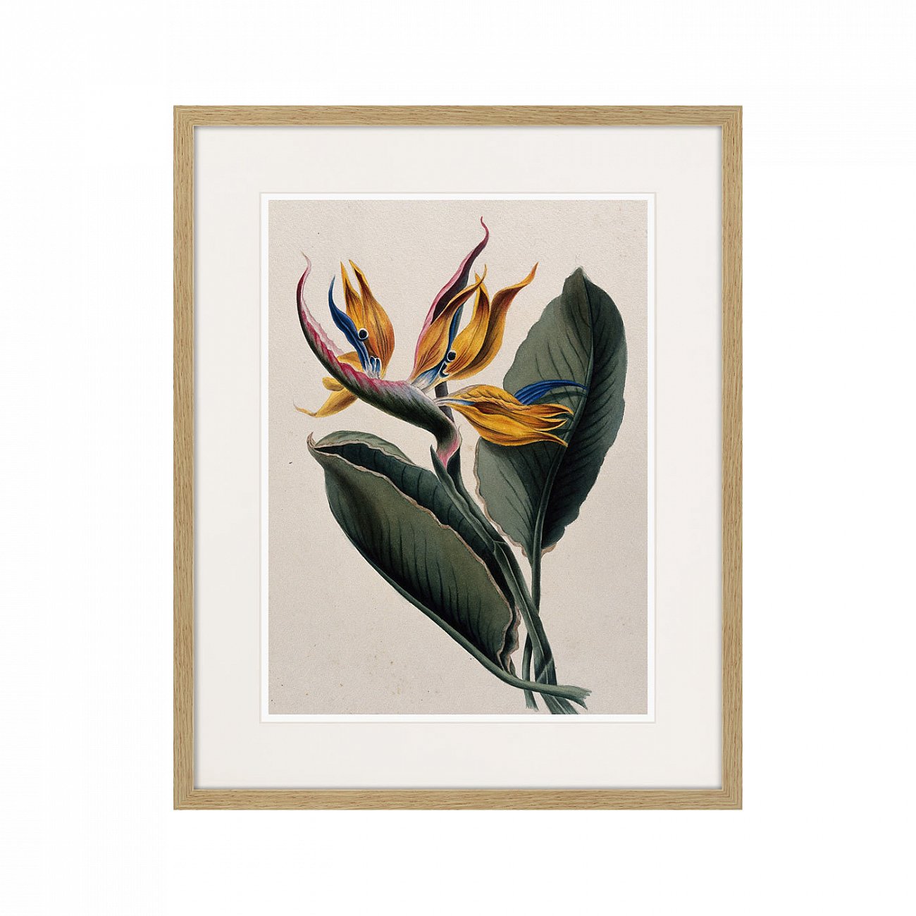 Картина: Exotic plants of the world №4, 1815г. КАРТИНЫ В КВАРТИРУ  264353 Разноцветный  - Вид №1