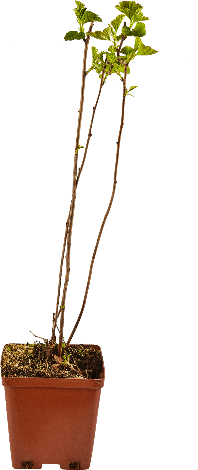 Пузыреплодник Santreyd - декоративный кустарник для живых изгородей 17895744 STLM-0008940 - Вид №1