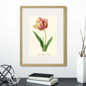 Картина в раме 32х42 см Botany illustration №3, 1836г. КАРТИНЫ В КВАРТИРУ  264491 Зеленый;красный;разноцветный