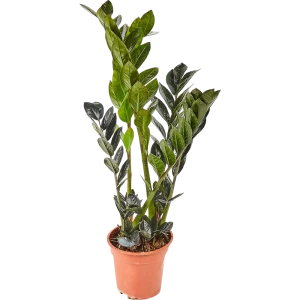 Santreyd Замиокулькас Супер Нова — изысканный темнолистный красавец для интерьера 82877352