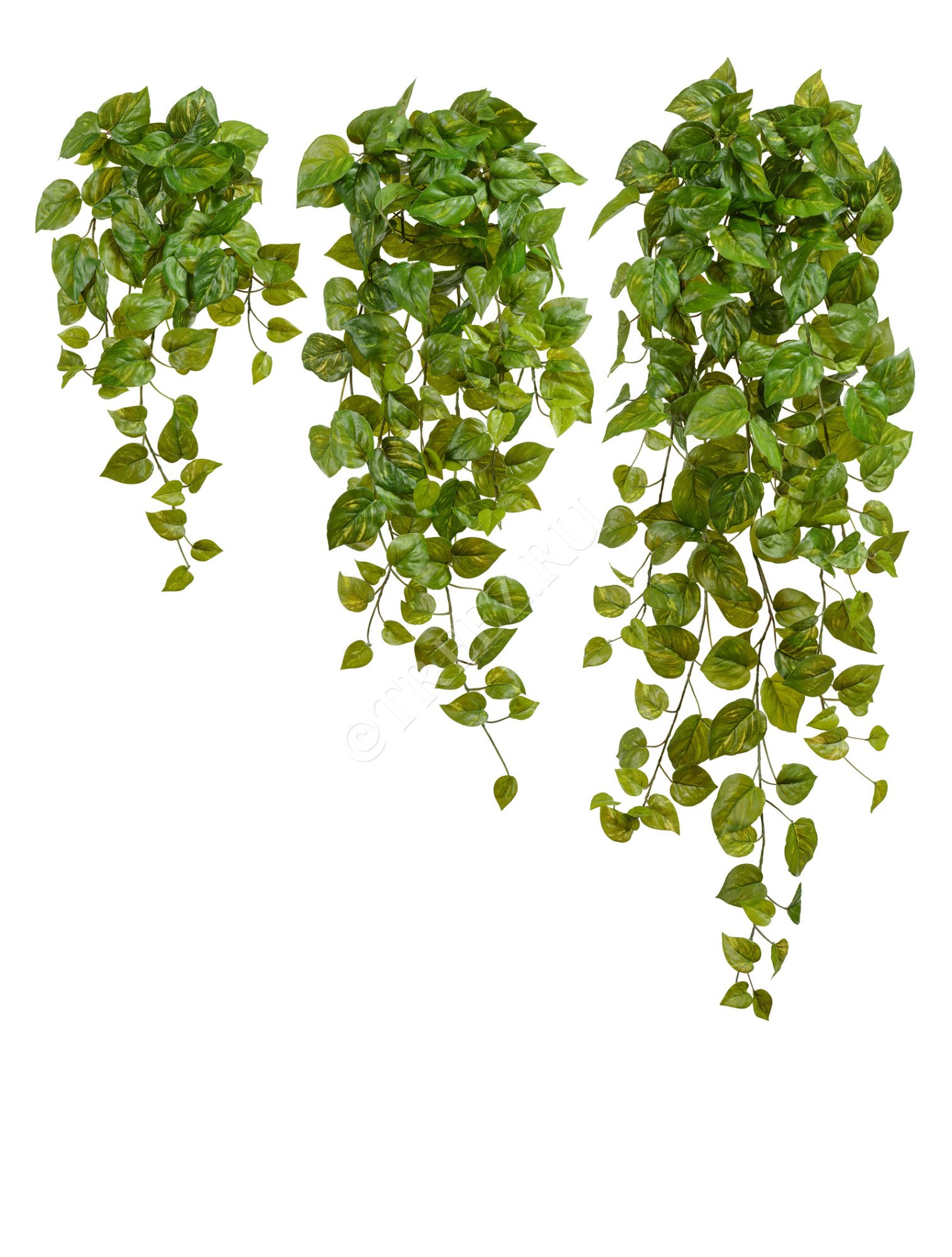 20.05200264GY-L Потос Ауреум ампельный Цветочная коллекция 