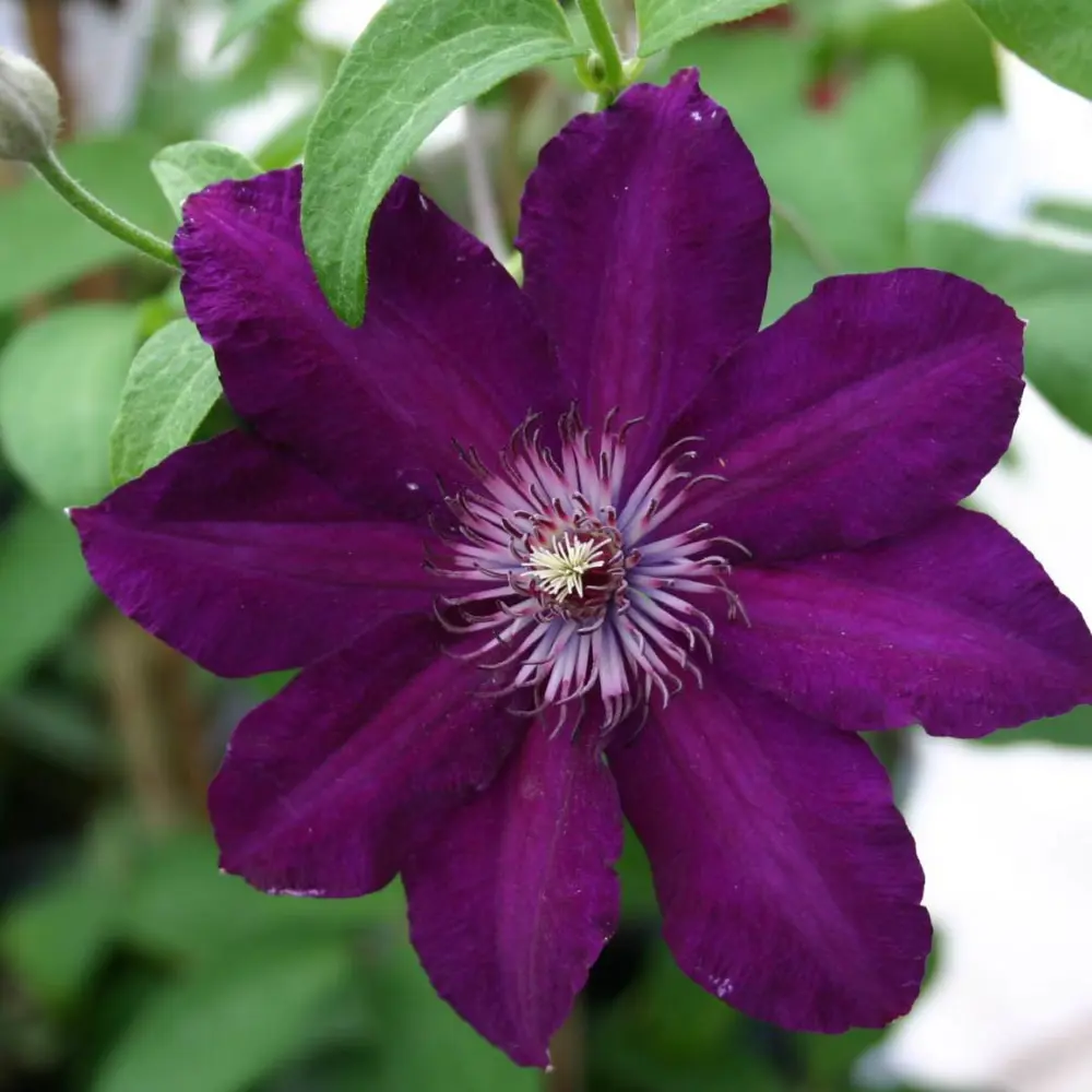 Клематис «Стасик» 81951271 STLM-2120552 Santreyd  - Вид №1